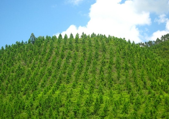 森林碳汇在林业碳汇领域的意义