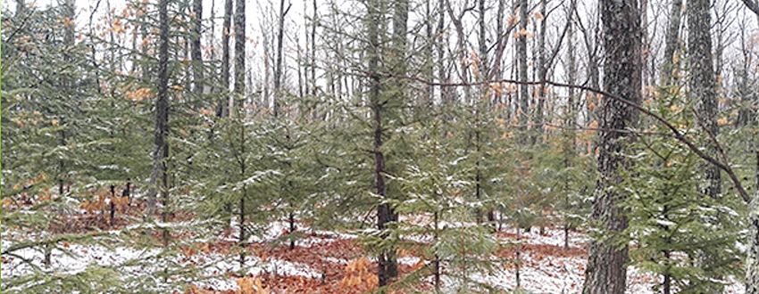 长白山森工集团安图林业碳汇项目