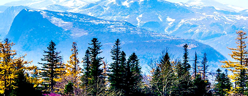 长白山森工集团大石头林业碳汇项目