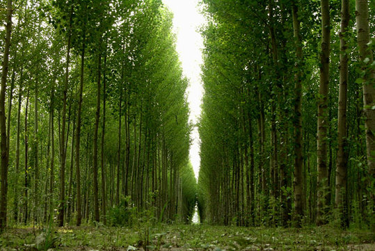 四川省雅安市造林碳汇项目