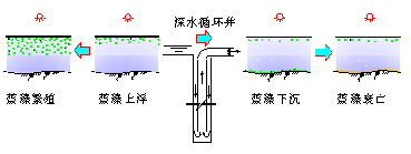 深井增压控制水体蓝藻生长繁殖原理 